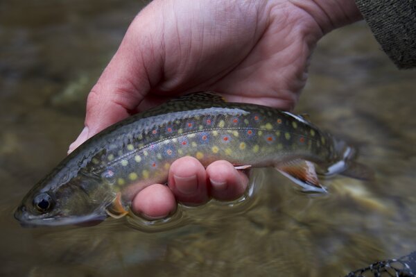 pennsylvania fly fishing guide pocono mountains pennsylvania (1523)