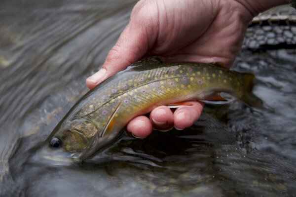 Pennsylvania fly fishing guide pocono mountains pennsylvania fishing (1524)