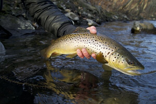 pennslyvania fly fishing guide pocono mountains pennsylvania fishing (1526)