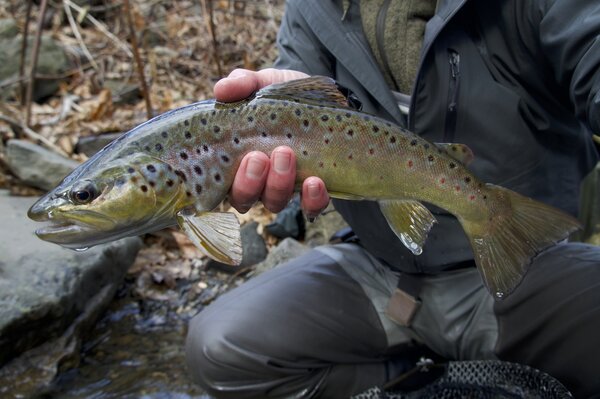 fly fishing Pennsylvania pocono mountains fishing guide jesse filingo (1529)