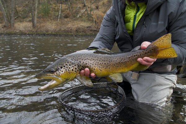 pennsylvania fly fishing guide pocono mountains pennsylvania (1530)