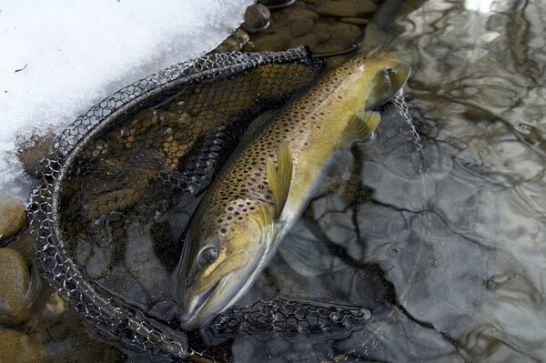 pocono mountains pennsylvania fly fishing guide jesse filingo (1532)