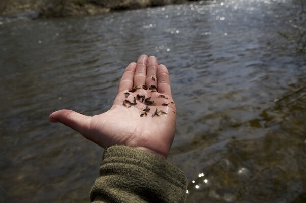 fly fishing pennsylvania pocono mountains fly fishing guide (1601)