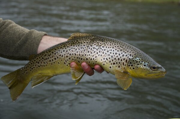 pennsylvania fly fishing guide jesse filingo (1603)