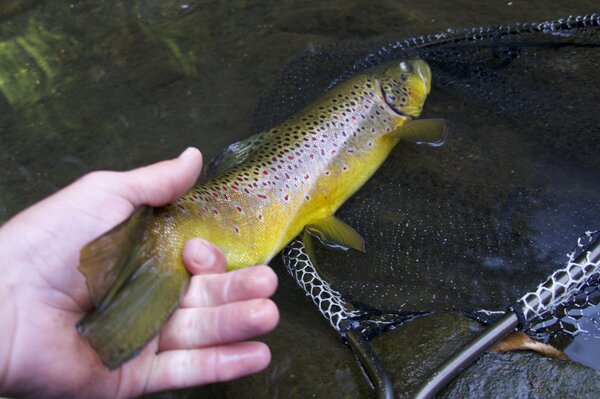 upper delaware river fly fishing guide new york fly fishing (1690)