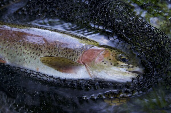 fly fishing pocono mountains pennsylvania  (1691)