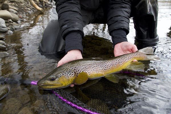 guided fly fishing pocono mountains pennsylvania (1762)