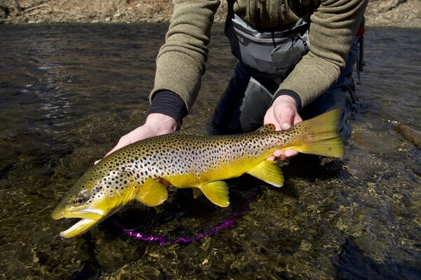 fly fishing pocono mountains pennsylvania trout fishing (1765)