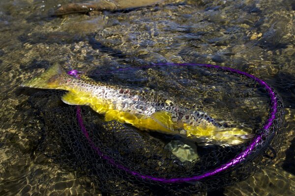 guided fly fishing pocono mountains pennsylvania (1766)