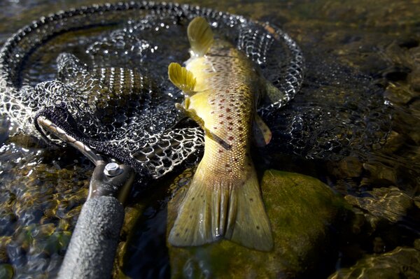 guided fly fishing pocono mountains pennsylvania (1767)