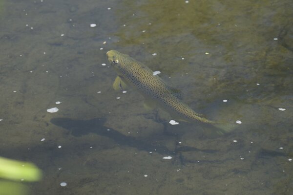 fly fishing Delaware river trout  (1771)