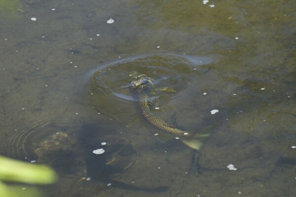 upper delaware river fly fishing guide jesse filingo (1770)