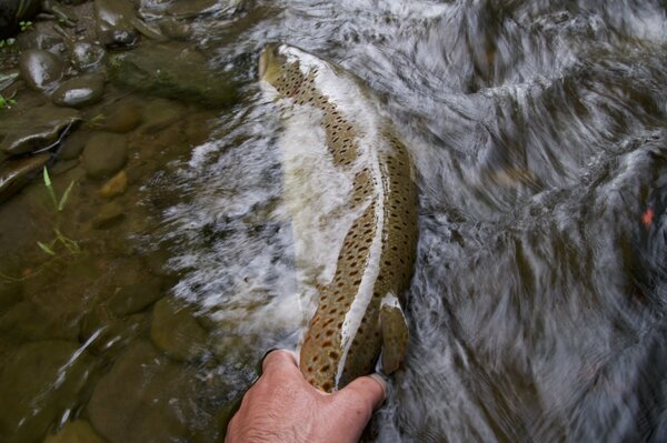 west branch delaware river wild trout (1917)