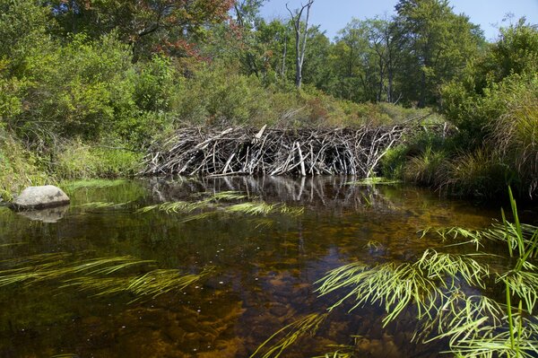 west branch delaware river trout (1922)