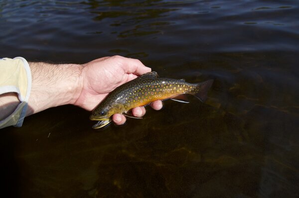 upper delaware river wild trout (1921)