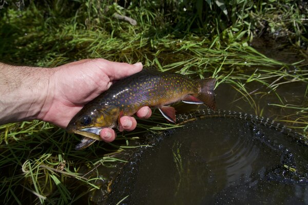 upper delaware river wild trout (1925)