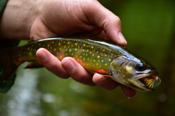 fly fishing the delaware river (53)