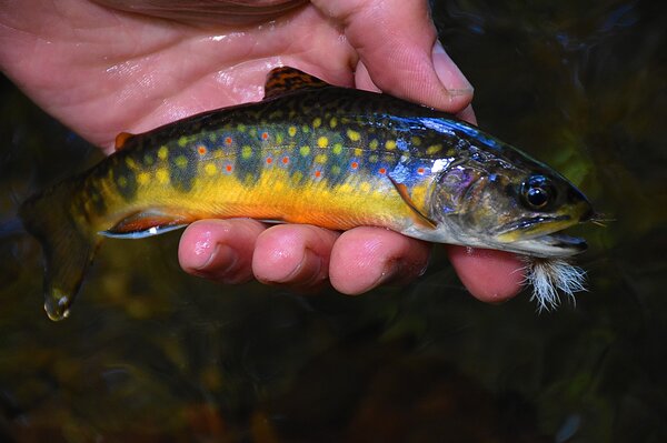 fly fishing the pocono mountains (56)