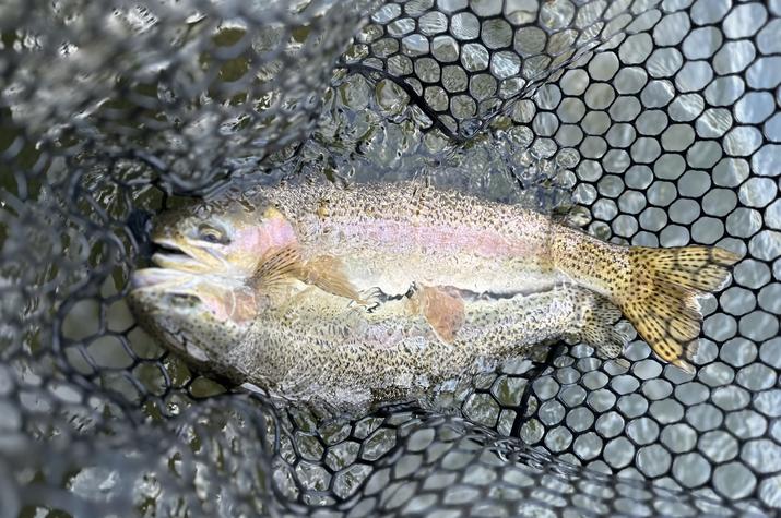 delaware river trout