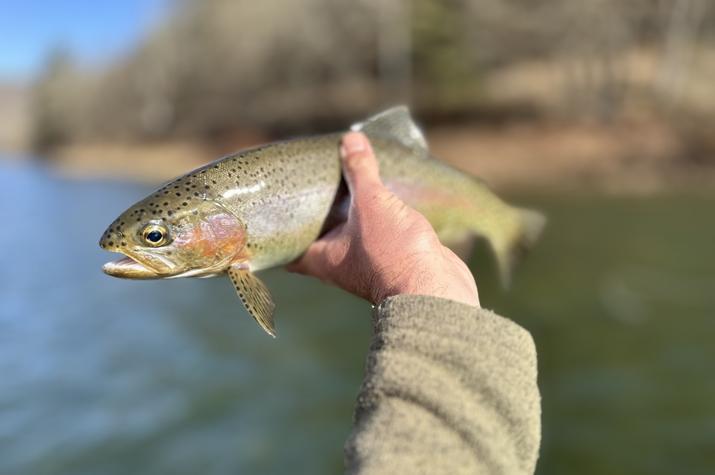 upper delaware river fly fishing guide west branch delaware river fishing