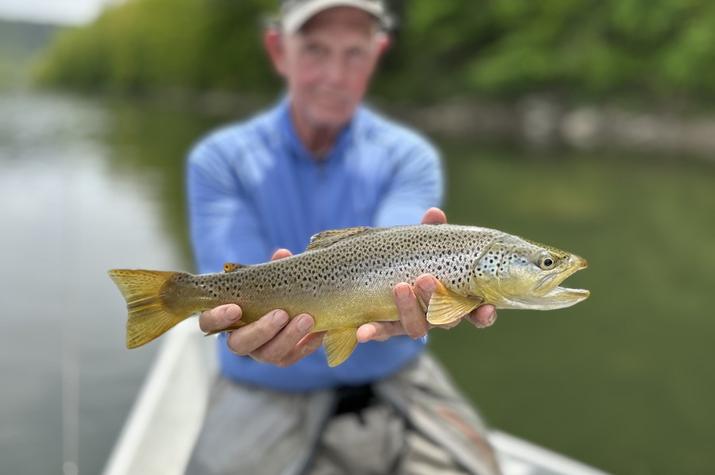 upper delaware river trout