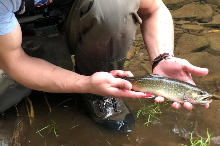 guided fly fishing trips in the pocono mountains for wild brook and brown trout with jesse filingo