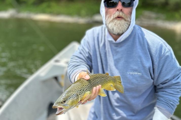 west branch delaware river brown trout 