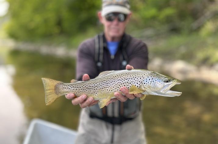 west branch delaware river brown trout upper delaware river trout