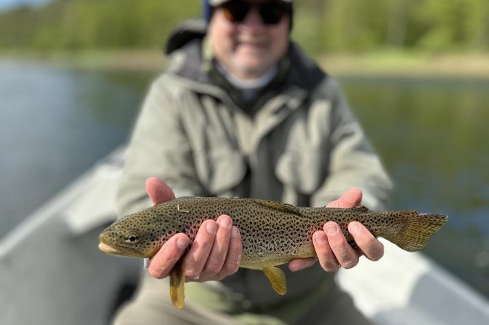 delaware river brown trout west branch delaware river