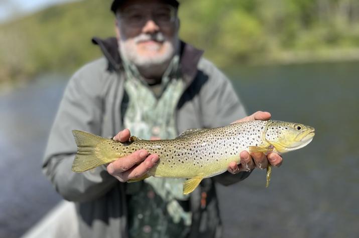 upper delaware river fly fishing wild trout