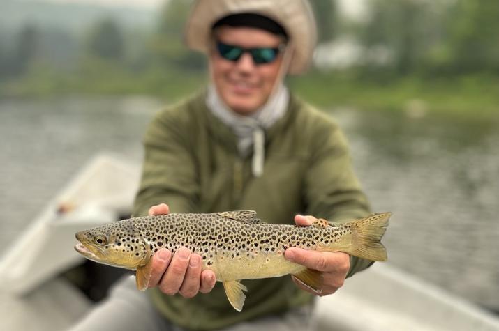 upper delaware river brown trout west branch delaware river brown trout