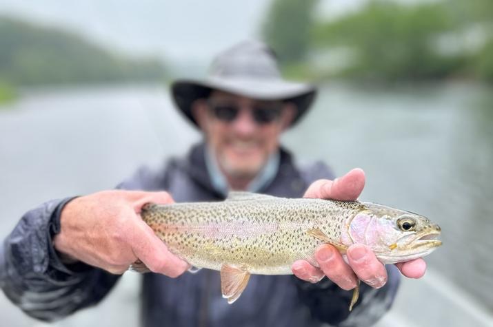 wild delaware river rainbow trout