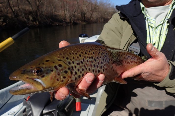guided fly fishing tours and float trips throughout the Pocono Mountains and Upper Delaware River for wild brown trout and wild rainbow trout with Jesse Filingo of filingo fly fishing