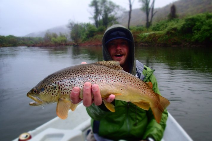 big brown trout from the delaware river on a guided fly fishing trip with jesse filingo