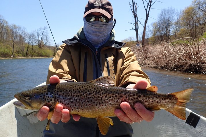 guided fly fishing pennsylvania and new york delaware river for wild brown trout filingo fly fishing
