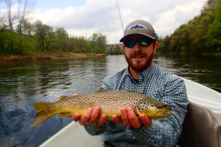 upper delaware river brown caught on a guided fly fishing trip with filingo fly fishing