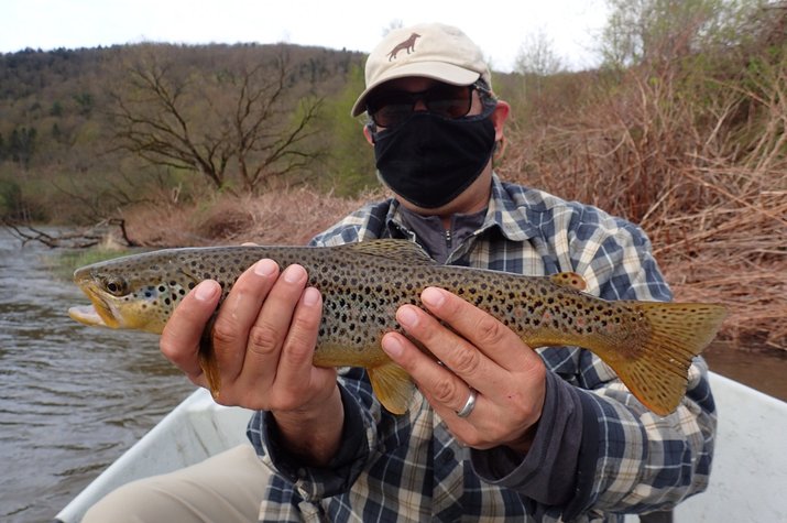 upper delaware river brown trout guided fly fishing pennsylvania and new york filingo fly fishing