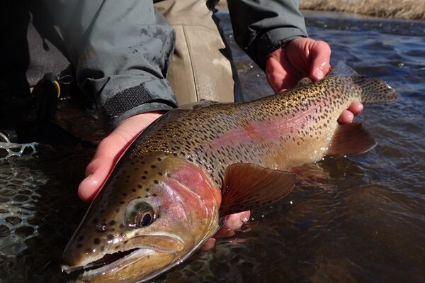 delaware river fly fishing guide (87)