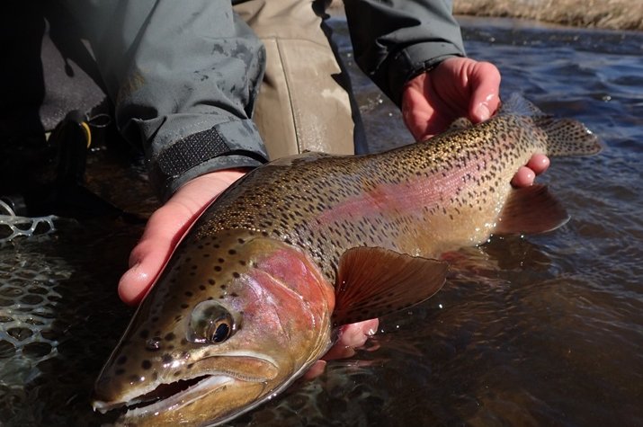 fly fishing on guided fly fishing tours with jesse filingo of filingo fly fishing on the upper delaware river on guided float tours for wild brown trout and wild rainbow trout