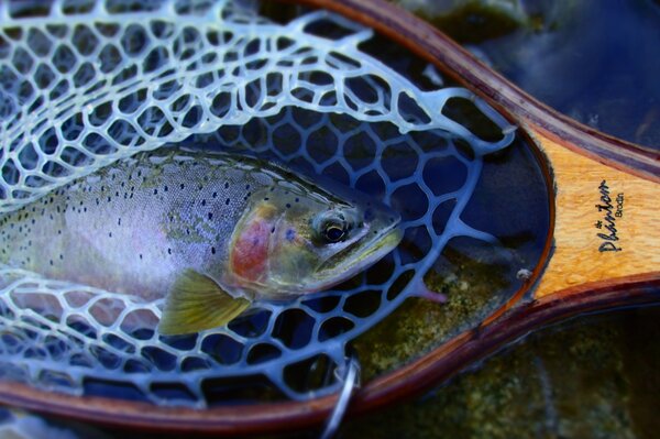 fly fishing in montana with jesse filingo of filingo fly fishing (405)