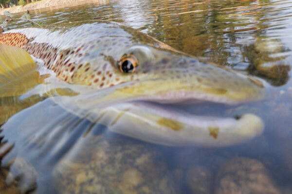 delaware river fly fishing guide (32)