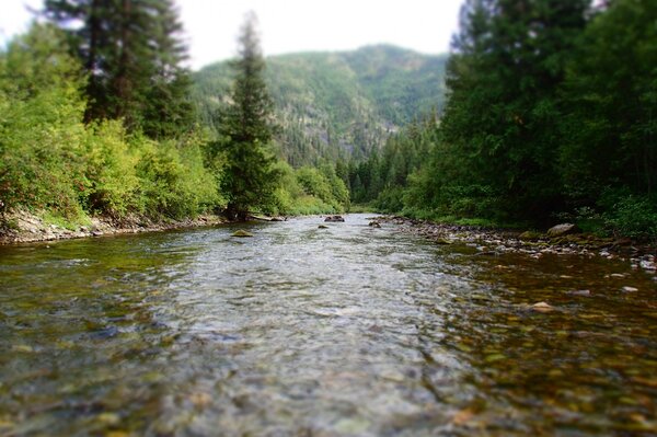 guided fly fishing in montana for wild trout with jesse filingo (933)