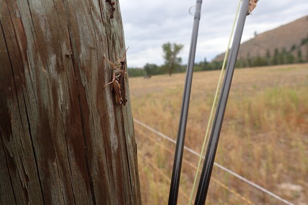 montana fly fishing with jesse filingo of filingo fly fishing (935)