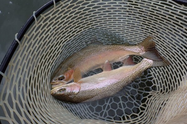 fly fishing the delaware river (247)