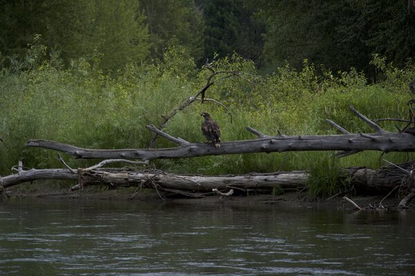 guided fly fishing for trout montana jesse filingo (1636)