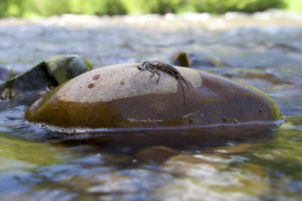 guided fly fishing montana  (1639)