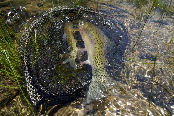 western montana guided fly fishing for trout (1640)