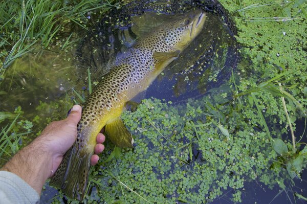 western montana guided fly fishing for trout (1643)