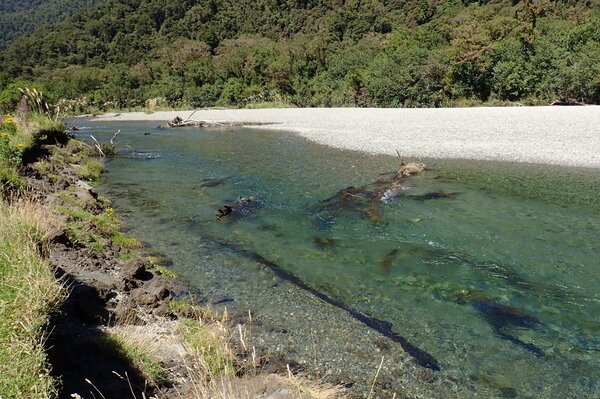 upper delaware river fly fishing tours for wild trout (718)