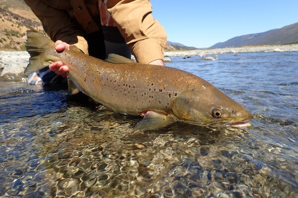 guided fly fishing tours on the delaware river for brown trout and rainbow trout (740)